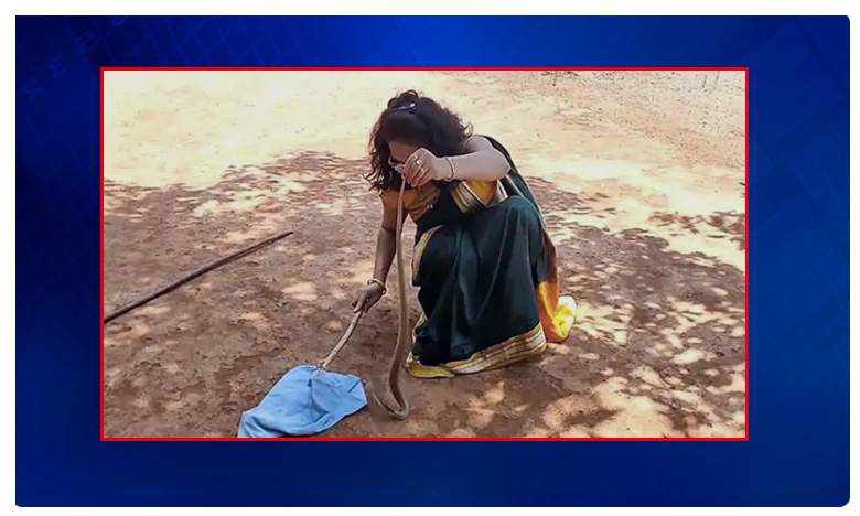 Snake Rescue In Saree Watch The Viral