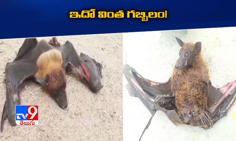 dog like head long wings this is a strange bat, కుక్కను పోలిన  గబ్బిలం!..ఎప్పుడైనా చూశారా..?