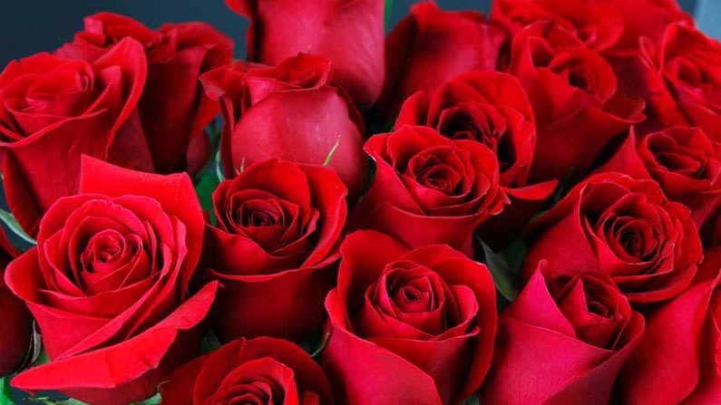 health-and-beauty-benefits-of-rose-petals-beauty-benefits-of-rose-pe