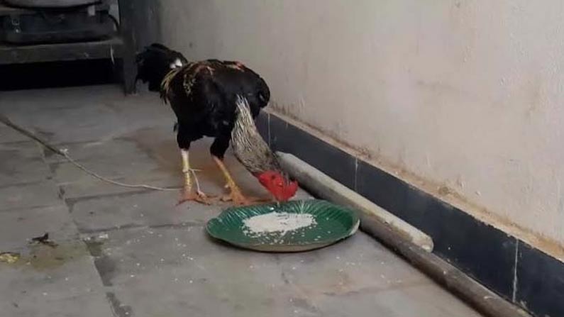 Cock Arrest in Murder Case