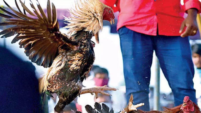 Cock Arrest in Murder Case