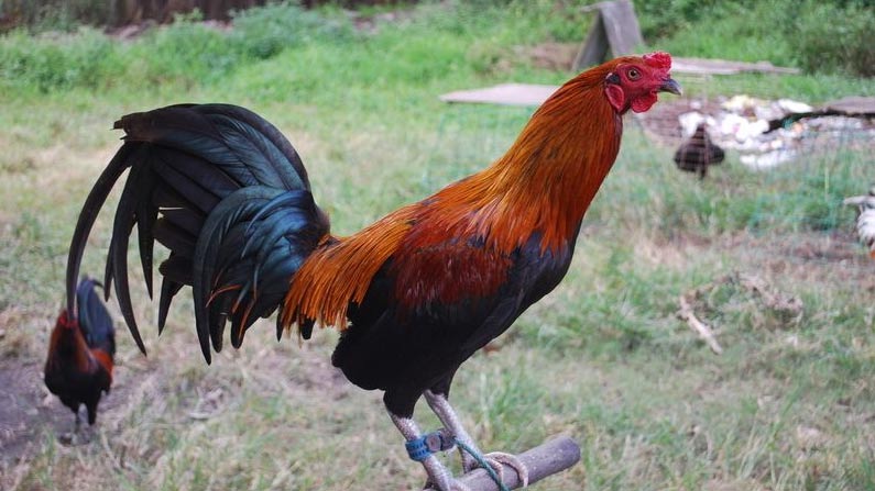 Cock Arrest For Killing A Man