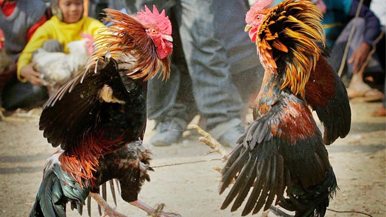 Cock Arrest in Murder Case