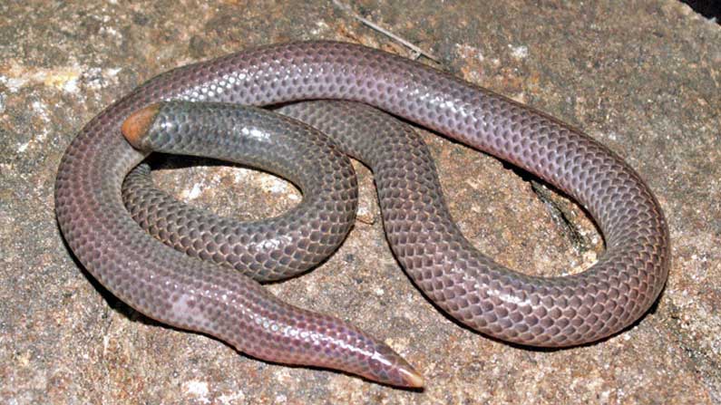 Rare Shieldtail Snake: నల్లమల ఫారెస్ట్‌లో అరుదైన పాము.. దాని వివరాలు  తెలిస్తే షాకవుతారు..సొరంగాలను తవ్వుకుంటాయి | Rare shieldtail snake found in nallamala  forest in telangana ...