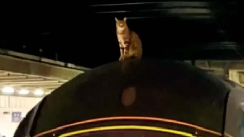 Cat-On-Train-Roof