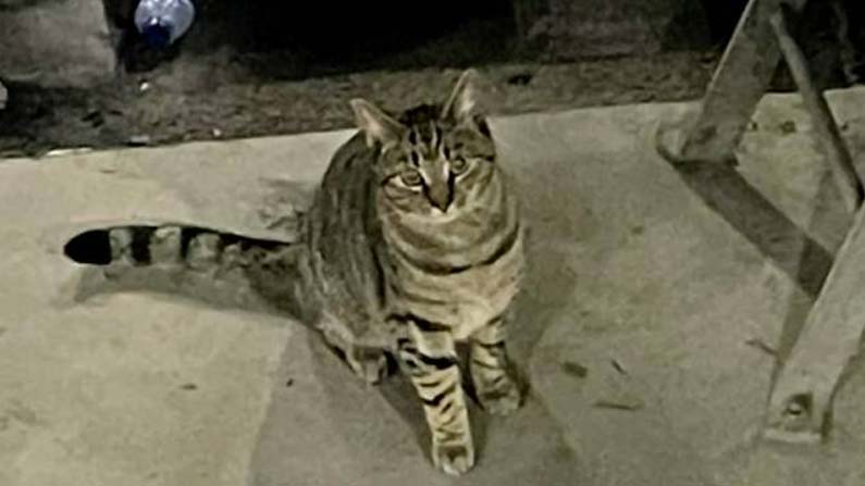 Cat-On-Train-Roof-