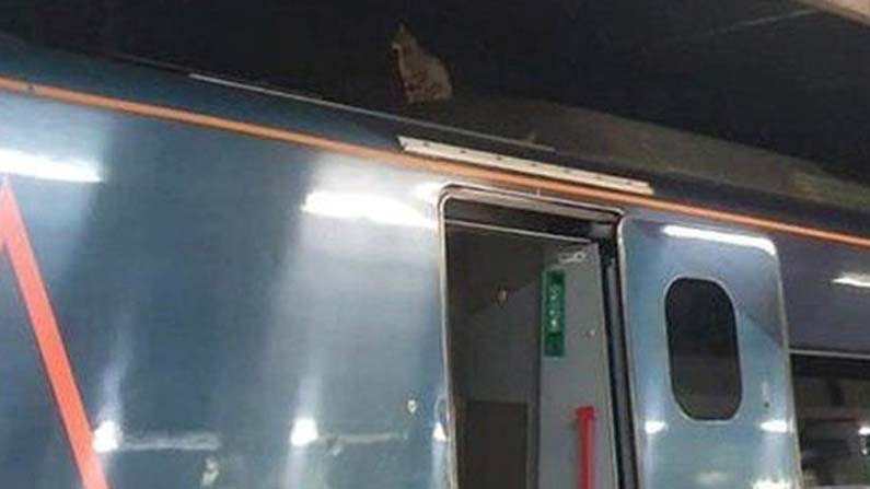 Cat-On-Train-Roof-