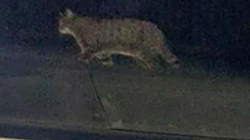 Cat-On-Train-Roof-