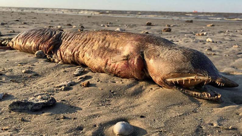 Mysterious-Sea-Beast-2