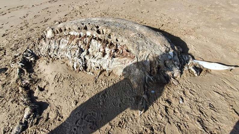 Mysterious-Sea-Beast-