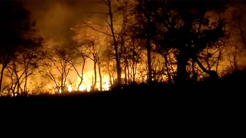 nallamala-forest-fire
