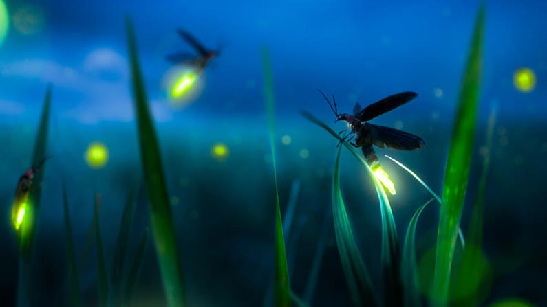 Fire Fly 1