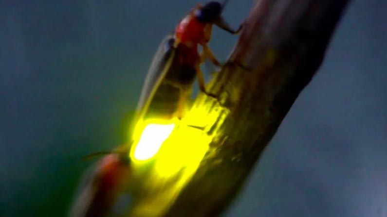 Fire Fly 2