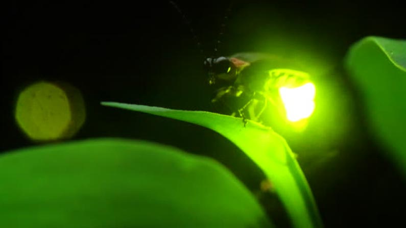 Fire Fly 3