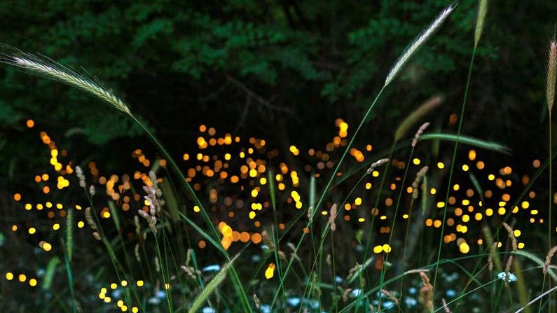 Fire Fly 5