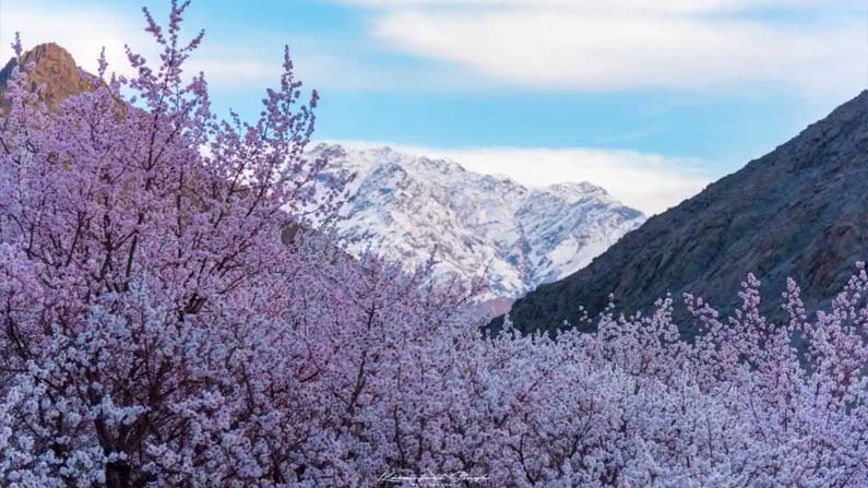 Ladakh Apricot Blossom Fest