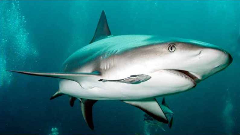 Shark Fish 2