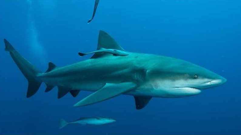 Shark Fish