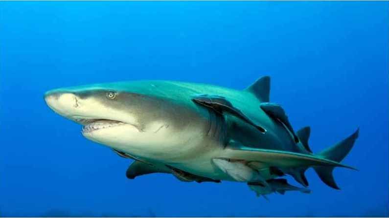 Shark Remora 2