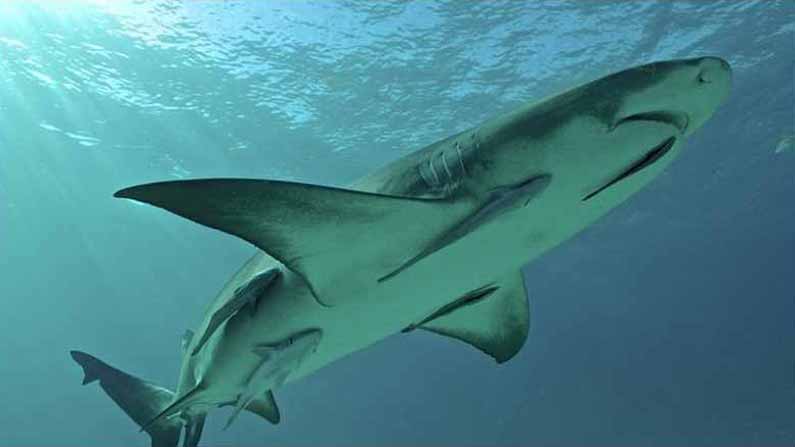 Shark Remora 3