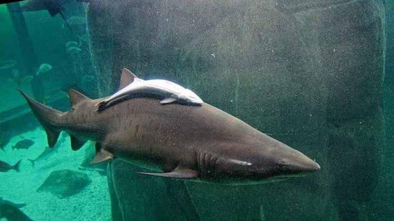 Shark Remora