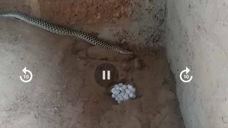 Snake Eggs