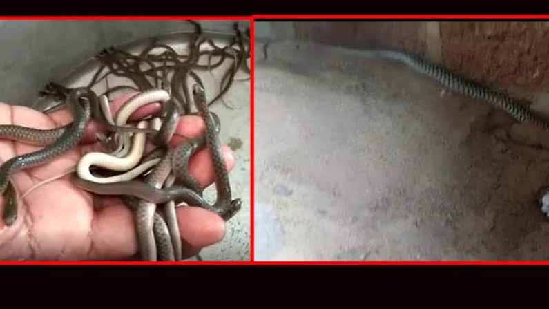 Snake Eggs 3