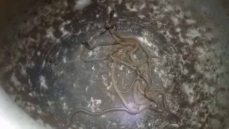 Snake Eggs 4