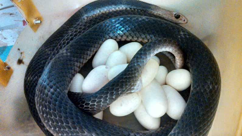 Snake Eggs 5