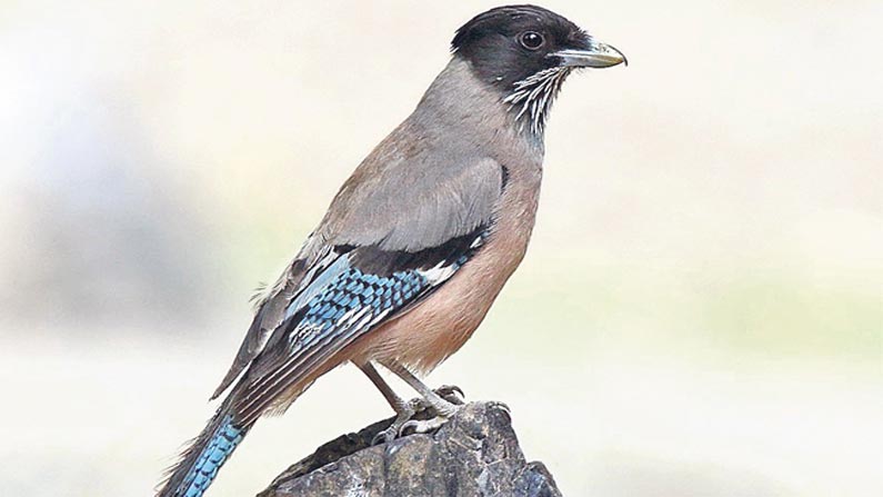 Black Headed Je