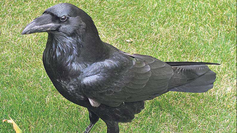 Common Raven