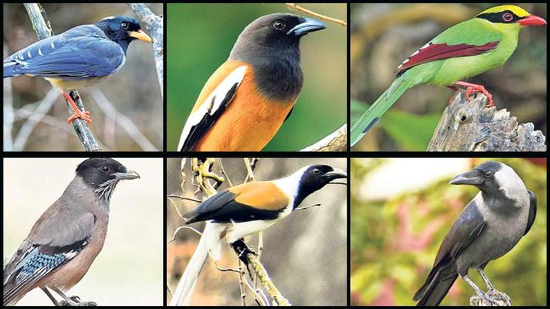 Crows In India