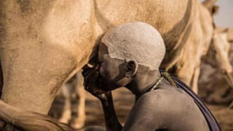 Drinks Milk From A Cow Udd