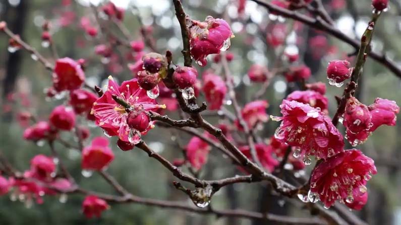 Flower Blossom