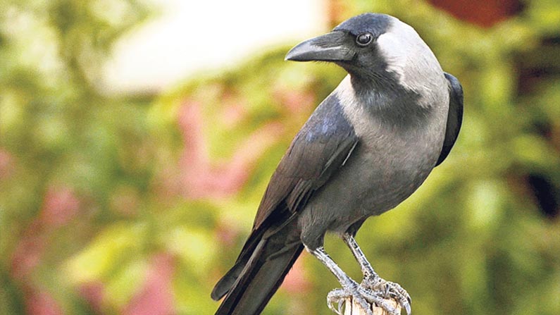 House Crow