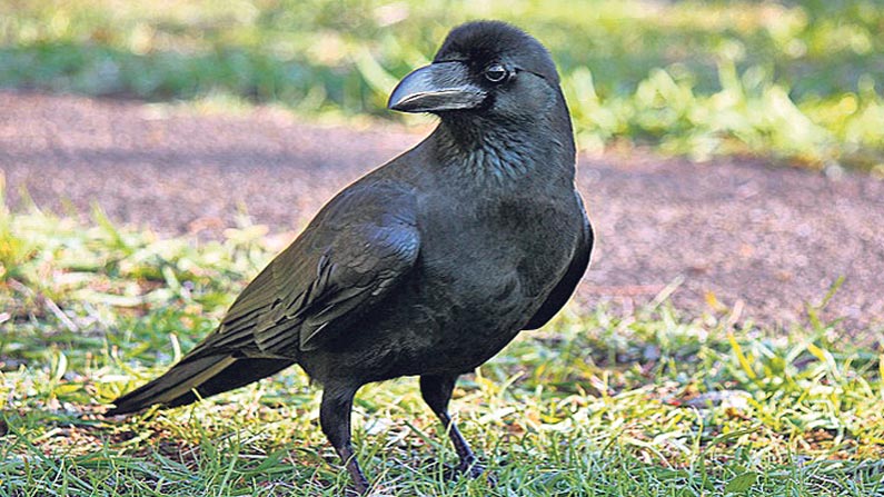 Indian Jungle Crow