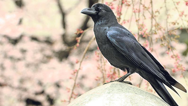 Lord Billed Crow
