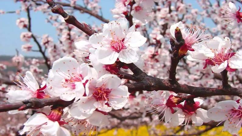 Pink Centered White Flowers