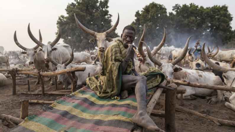 Tribe Worship Cows