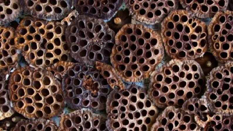 Trypophobia 1