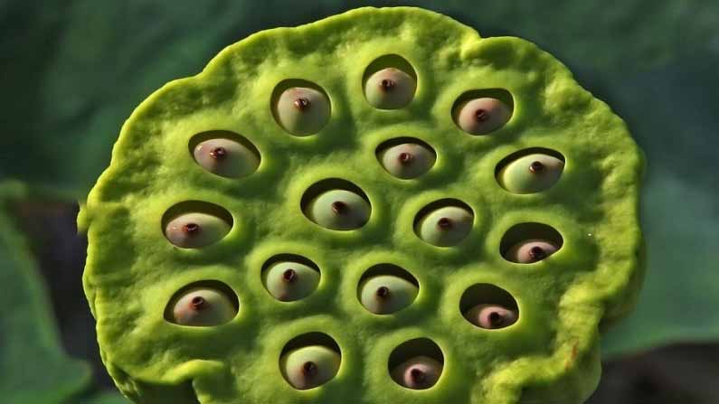 Trypophobia 2