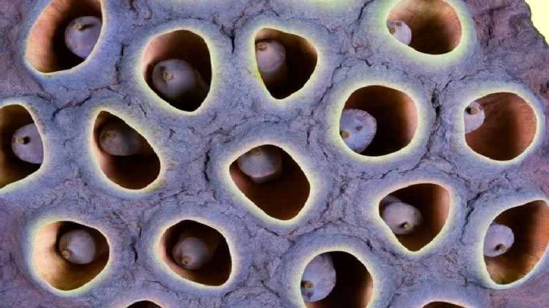 Trypophobia 3