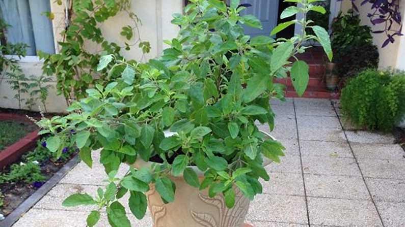 Tulasi Plant 2