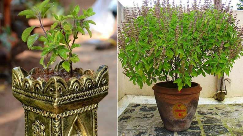 Tulasi Plant 5