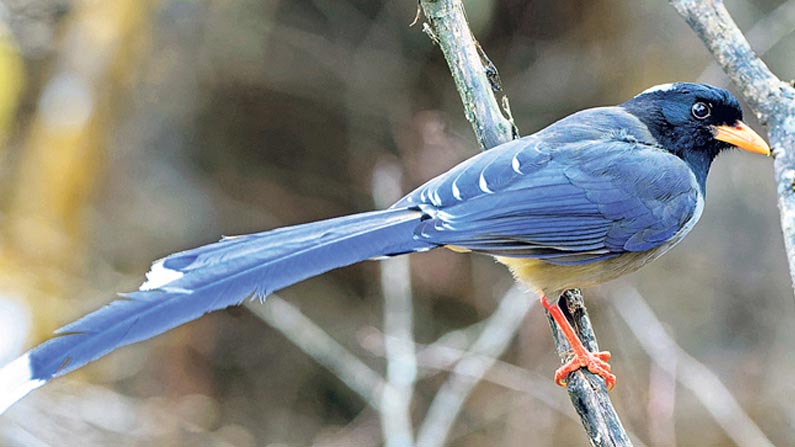 Yellow Billed Blue Maag Py