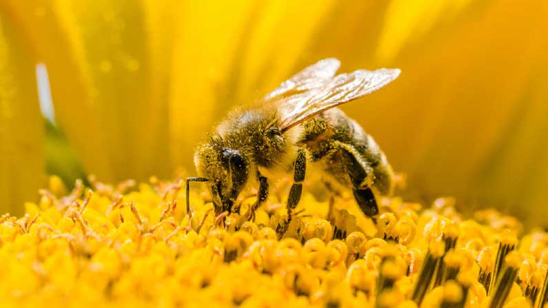 Bee