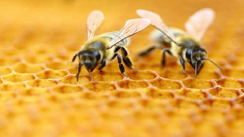 Bees 12
