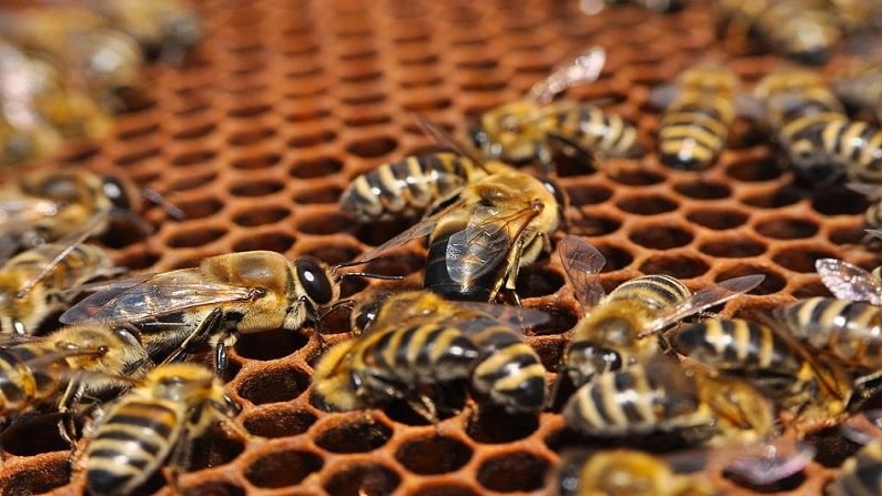 Honey Bee