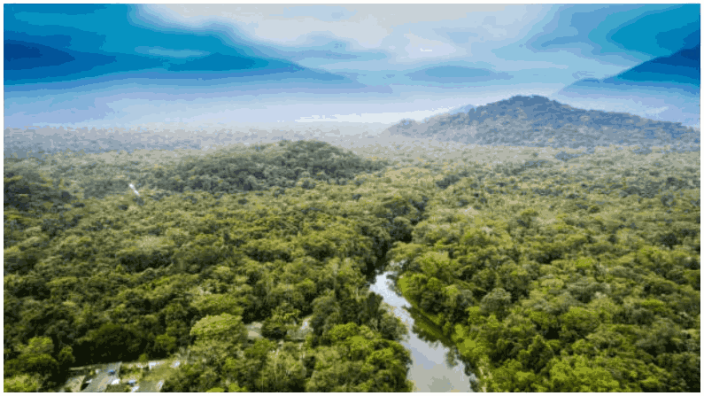 Amazon Forest 1