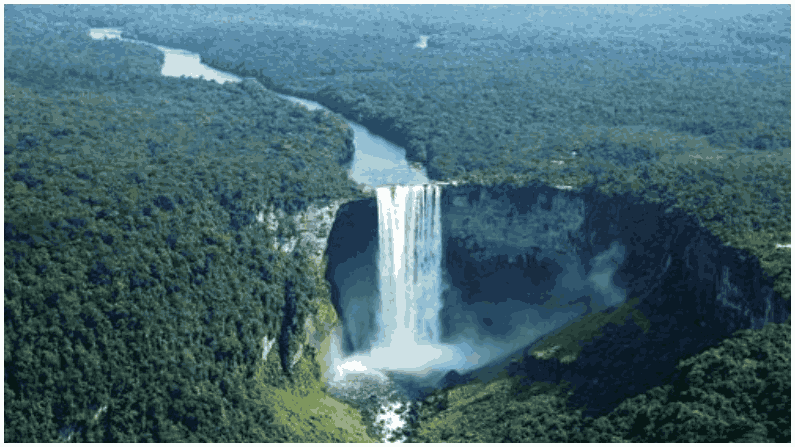 Amazon Forest 10